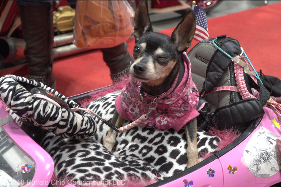 A paraplegic dog name Tia Marie rides around the show floor in a remote control Corvette